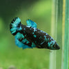 Black Galaxy Koi Plakat (Avatar) - Female- 13 Weeks Old