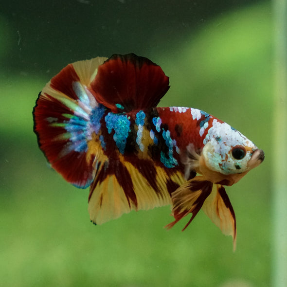 Multicolor/Galaxy Koi Plakat -13 weeks Old