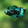 Black Galaxy Koi Plakat (Avatar) - Female- 13 Weeks Old