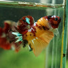 Multicolor/Galaxy Koi Plakat -16 weeks Old