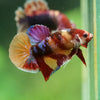 Multicolor/Galaxy Koi Plakat -11 weeks Old