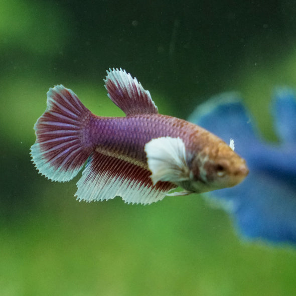 Dumbo Halfmoon - Female