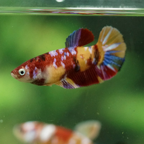 Multicolor/ Galaxy Koi Plakat- Female- 13 Weeks Old