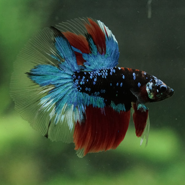 Black Base Galaxy Koi Halfmoon (Avatar) - 14 weeks old