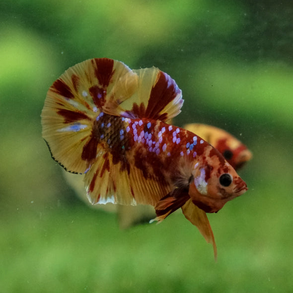 Multicolor/Galaxy Koi Plakat -13 weeks Old