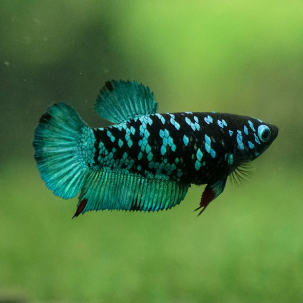 Multicolor/ Galaxy Koi Plakat - Female- 13 Weeks Old