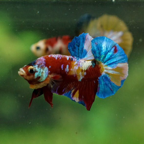 Multicolor/Galaxy Koi Plakat -13 weeks Old