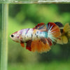 Multicolor/ Galaxy Koi Halfmoon - Female- 13 Weeks Old