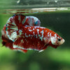 Multicolor/Galaxy Koi Plakat -16 weeks Old