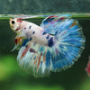 Galaxy/Candy Koi Halfmoon - 11 weeks old