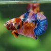 Multicolor/Galaxy Koi Plakat -16 weeks Old