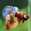 Multicolor/Galaxy Koi Plakat -16 weeks Old
