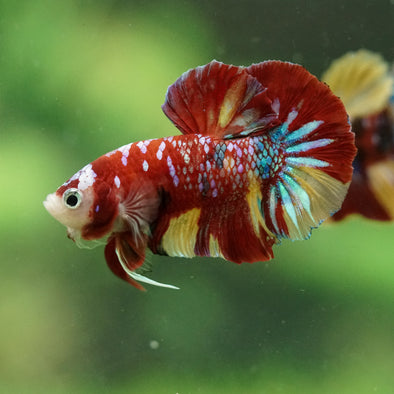 Multicolor/Galaxy Koi Plakat -16 weeks Old