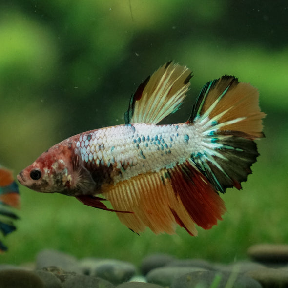 Multicolor/ Galaxy Koi Halfmoon- Female- 13 Weeks Old