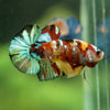 Multicolor/Galaxy Koi Plakat -16 weeks Old