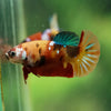 Multicolor/ Galaxy Koi Plakat- Female- 13 Weeks Old