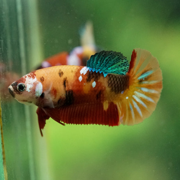 Multicolor/ Galaxy Koi Plakat- Female- 13 Weeks Old