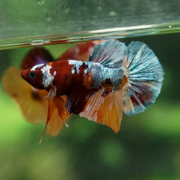 Multicolor/Galaxy Koi Plakat -13 weeks Old