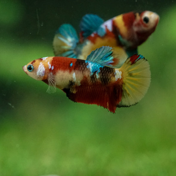 Multicolor/ Galaxy Koi Plakat- Female- 13 Weeks Old