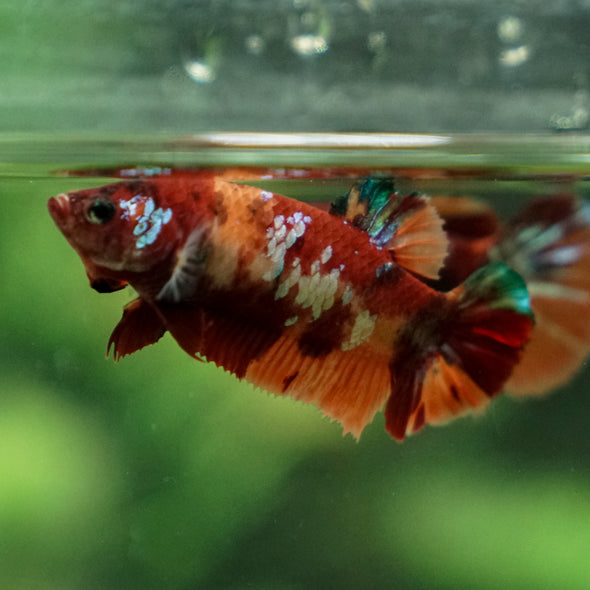 Multicolor/ Galaxy Koi Plakat- Female- 13 Weeks Old