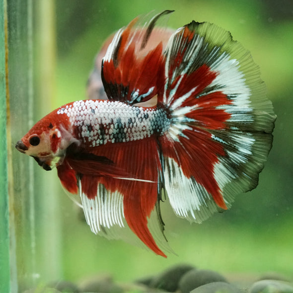 Galaxy/Candy Koi Halfmoon - 14 weeks old