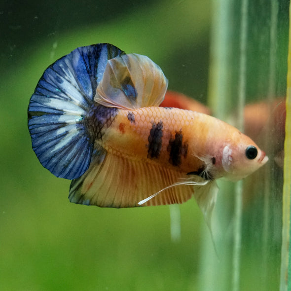 Multicolor/Galaxy Koi Plakat -11 weeks Old