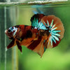 Multicolor/Galaxy Koi Plakat -16 weeks Old