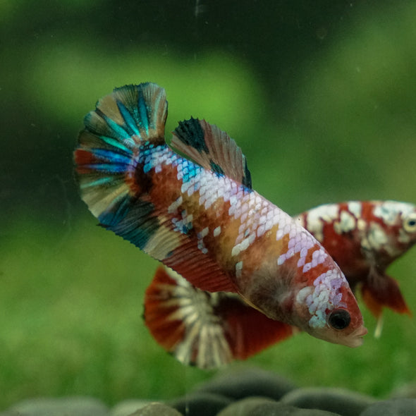 Multicolor/ Galaxy Koi Plakat - Female- 13 Weeks Old