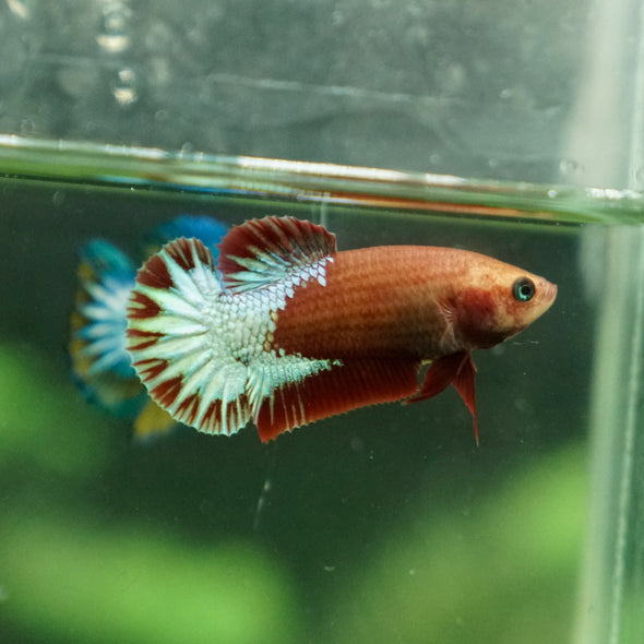 Red Fancy Plakat 13 Week Old- Female