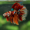 Galaxy/Candy Koi Halfmoon - 14 weeks old