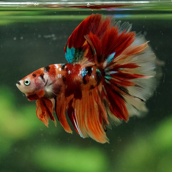Galaxy/Candy Koi Halfmoon - 14 weeks old