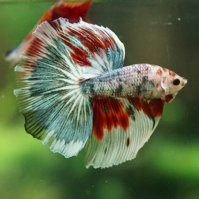 Galaxy/Candy Koi Halfmoon - 14 weeks old