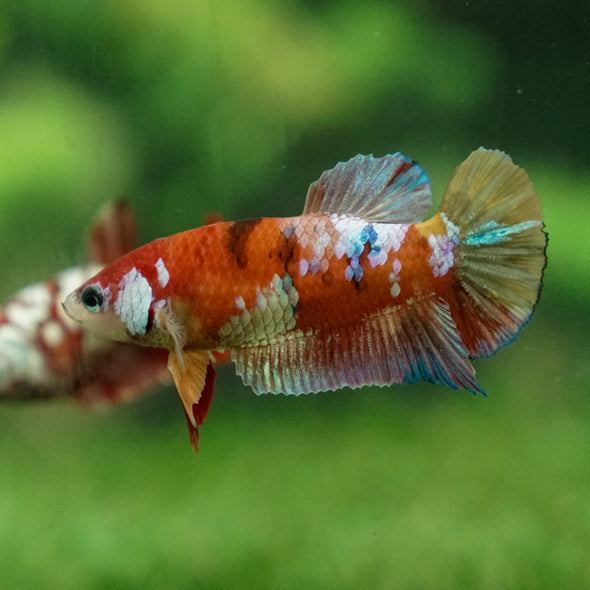 Multicolor/ Galaxy Koi Plakat - Female- 13 Weeks Old