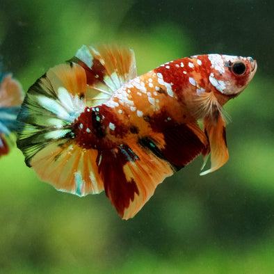 Multicolor/Galaxy Koi Plakat -16 weeks Old