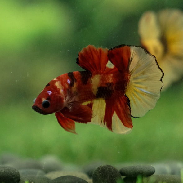 Multicolor/Galaxy Koi Plakat -13 weeks Old