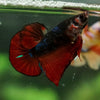 Multicolor/Galaxy Koi Plakat -16 weeks Old