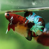 Multicolor/Galaxy Koi Plakat -16 weeks Old