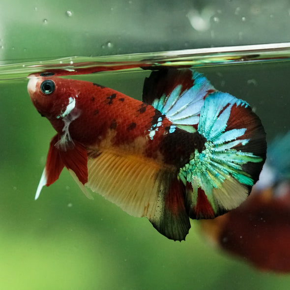 Multicolor/Galaxy Koi Plakat -16 weeks Old