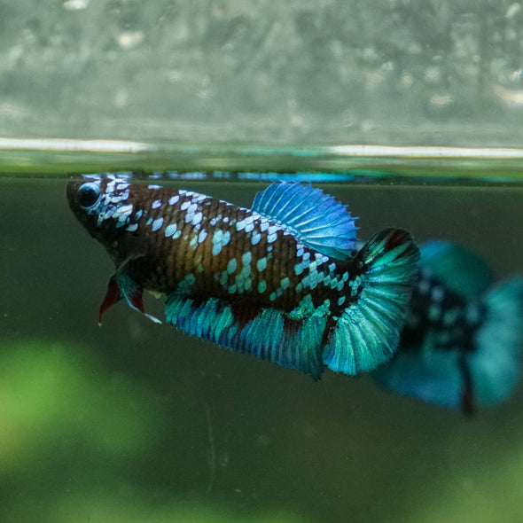 Multicolor/ Galaxy Koi Plakat - Female- 13 Weeks Old