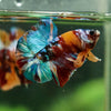 Multicolor/Galaxy Koi Plakat -16 weeks Old
