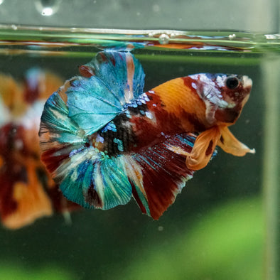 Multicolor/Galaxy Koi Plakat -16 weeks Old