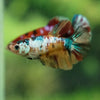 Multicolor/ Galaxy Koi Halfmoon- Female- 13 Weeks Old