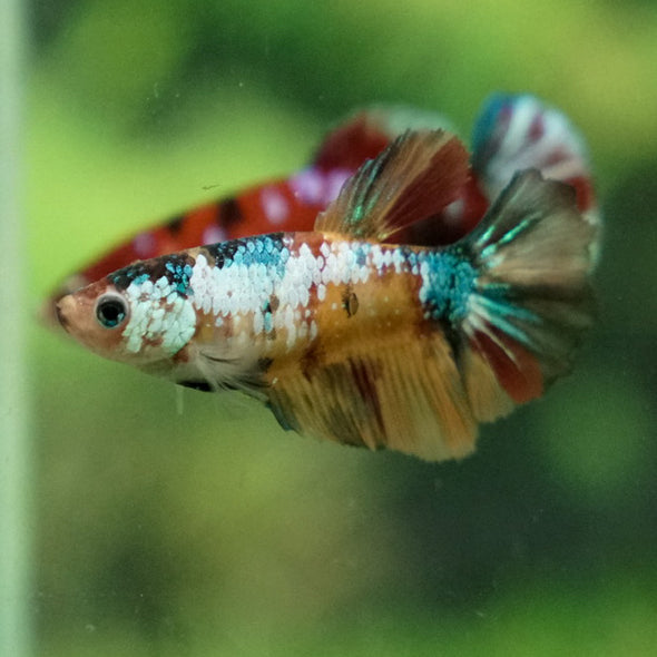 Multicolor/ Galaxy Koi Halfmoon- Female- 13 Weeks Old