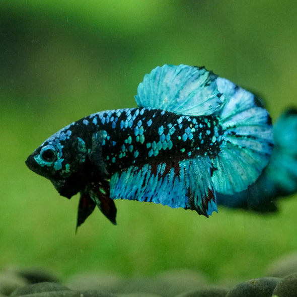 Black Koi Galaxy Plakat (Avatar) -10 weeks Old