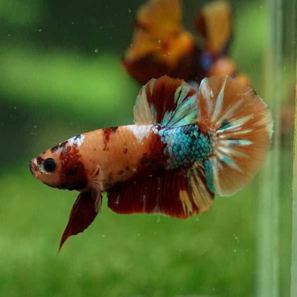 Multicolor/Galaxy Koi Plakat -13 weeks Old