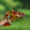 Multicolor/ Galaxy Koi Halfmoon - Female- 13 Weeks Old