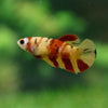 Multicolor/ Galaxy Koi Plakat - Female- 13 Weeks Old