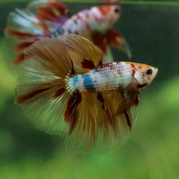 Galaxy/Candy Koi Halfmoon - 13 weeks old