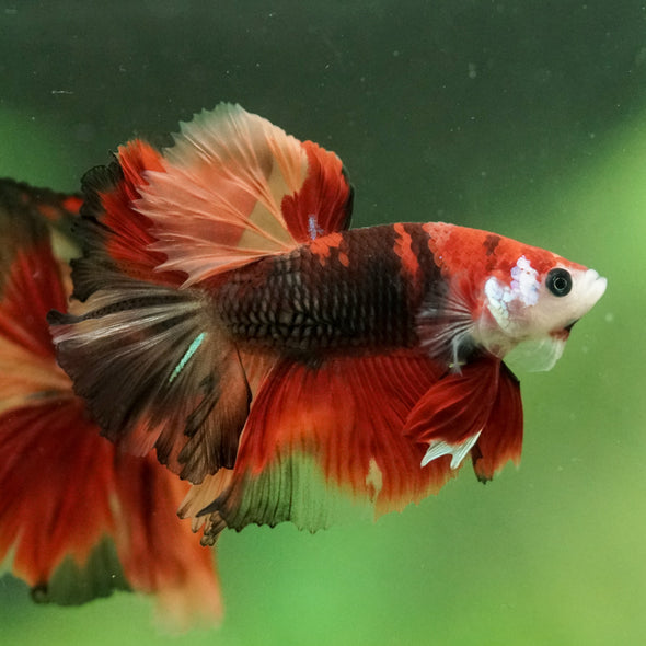 Galaxy/Candy Koi Halfmoon - 10 weeks old