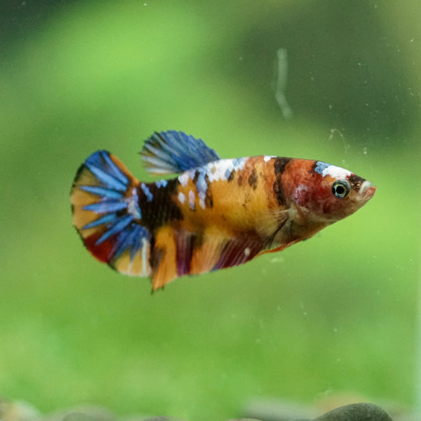 Multicolor/ Galaxy Koi Plakat- Female- 13 Weeks Old